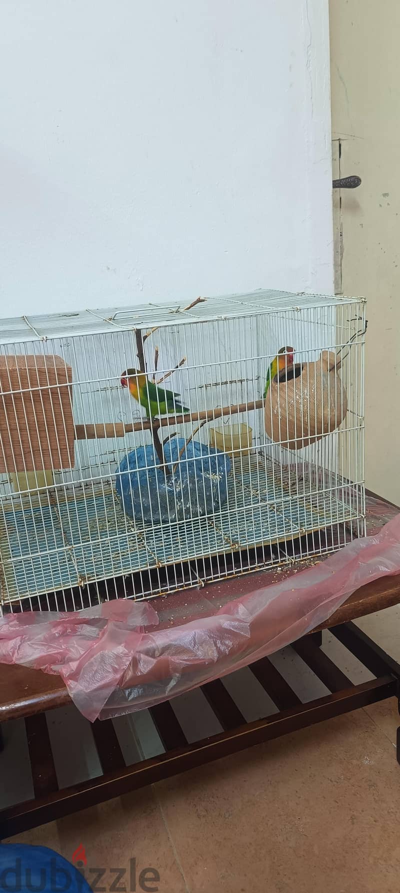 love birds pairs for sale with cage 2