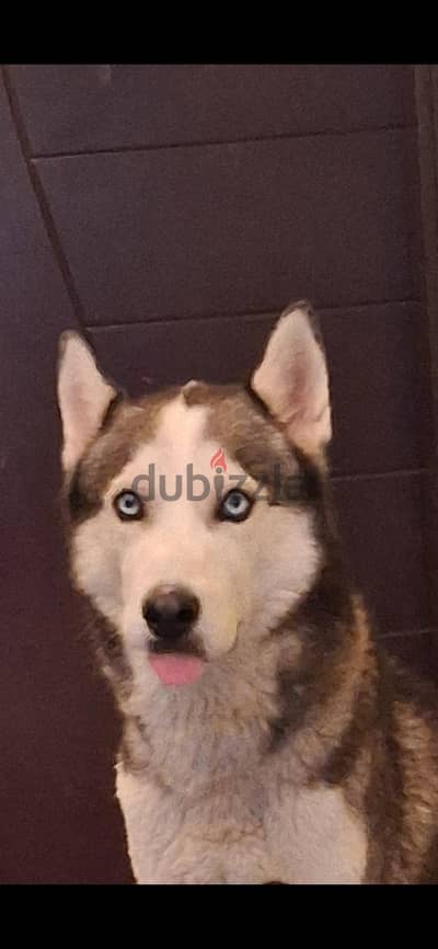 Husky pure Male