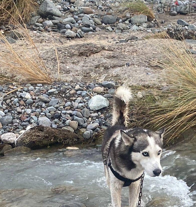 Husky pure Male 1