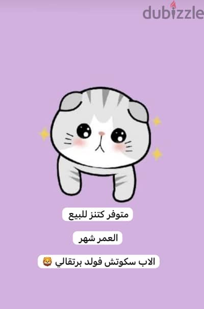 قطط ٤ سكوتش فولد &شيرازي