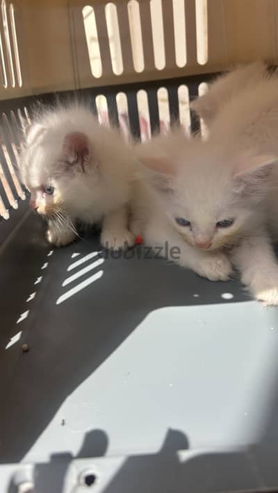 turkish kitten available