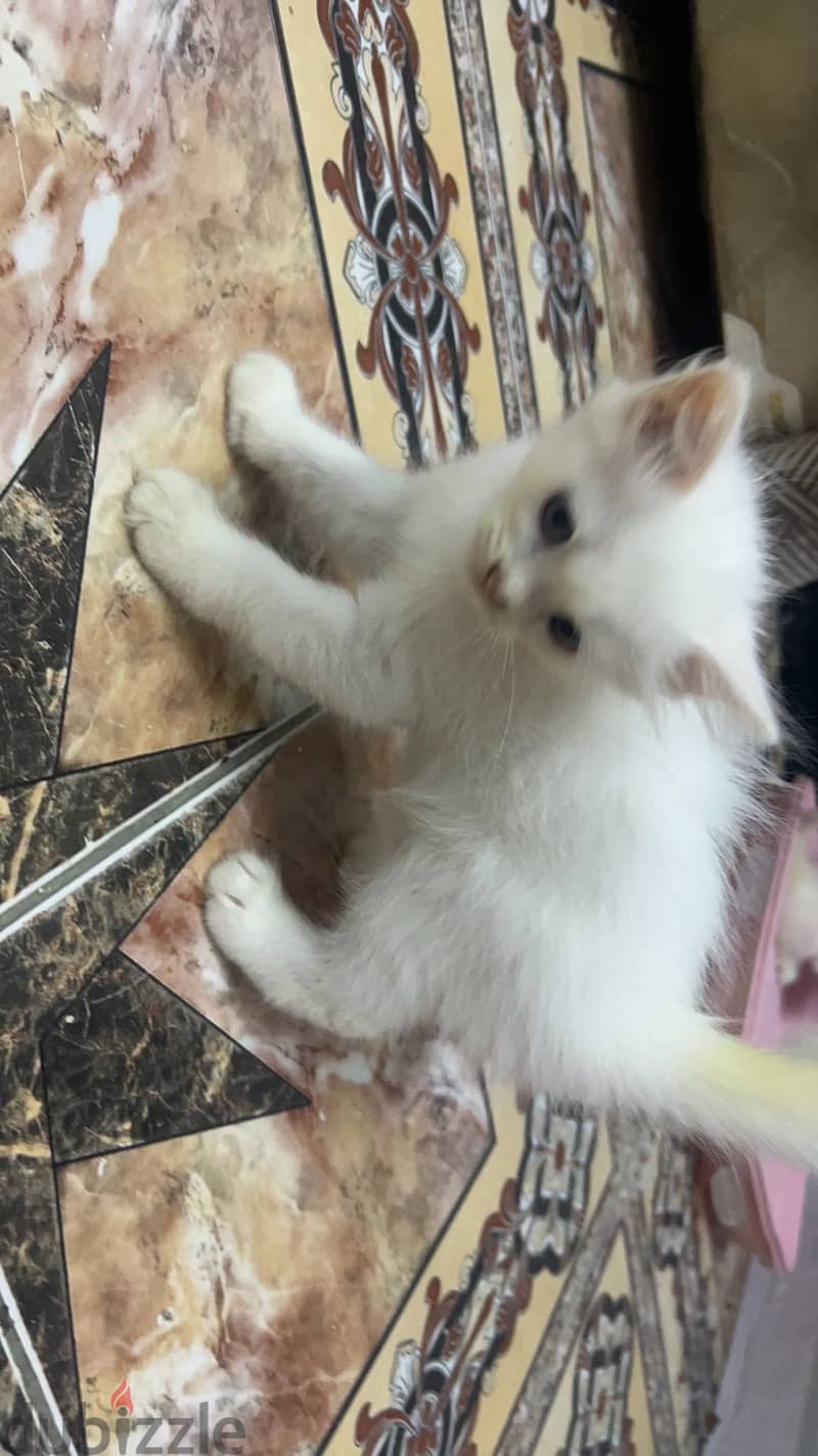 turkish kitten available 1