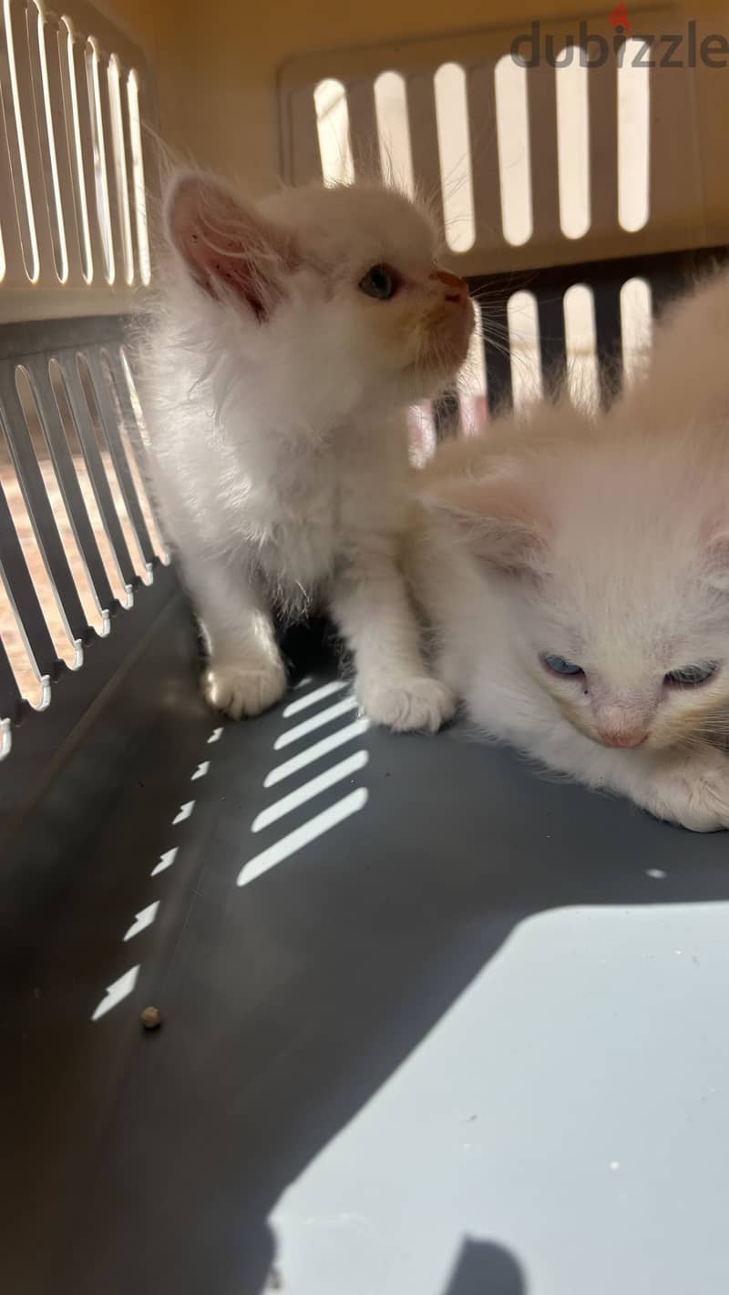 turkish kitten available 2