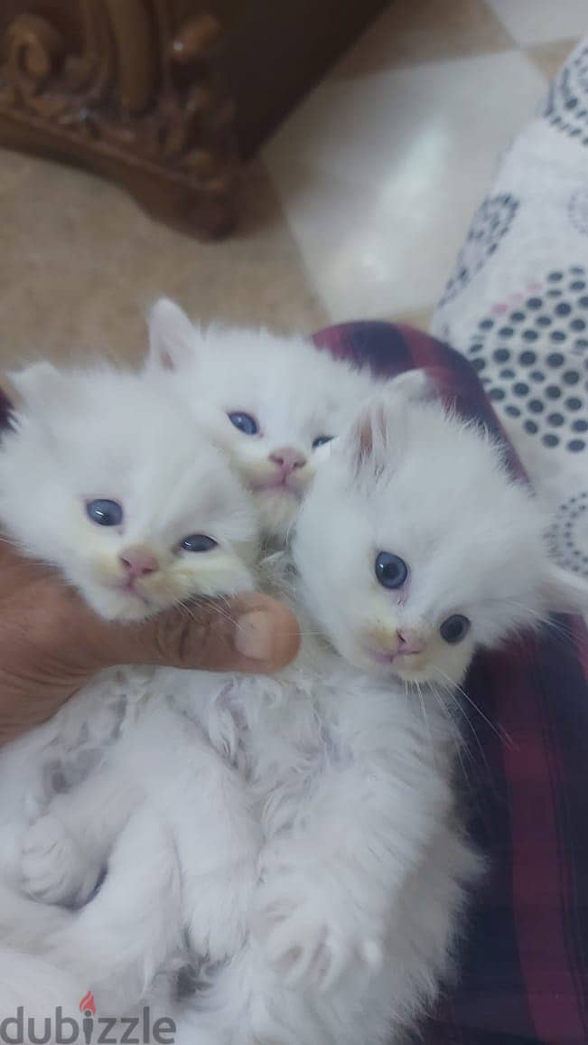 turkish kitten available 3