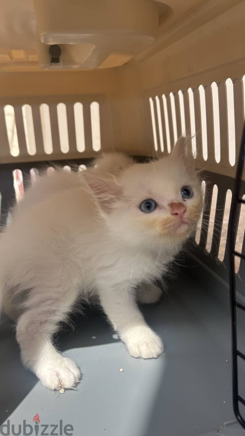 turkish kitten available 6