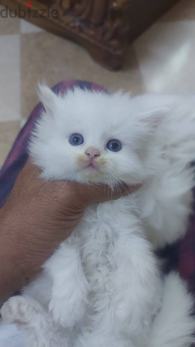 turkish kitten available 7