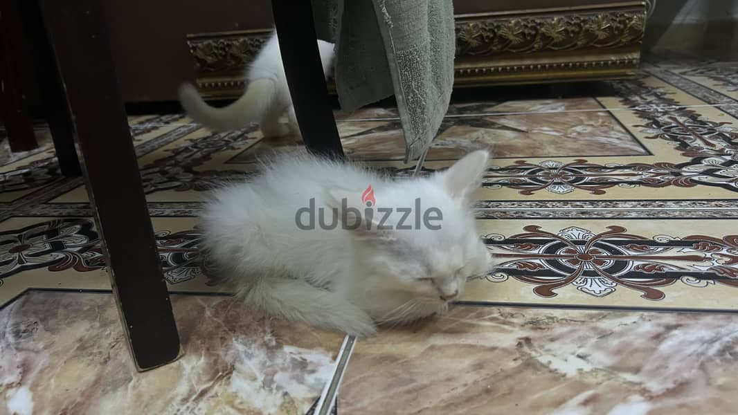 turkish kitten available 8
