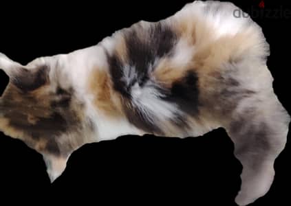 قطط صغيره البيع