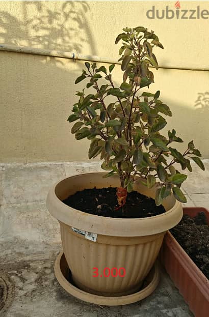 Healthy Tulsi Plants – Organic Soil – Starting from 0.500 OMR 5