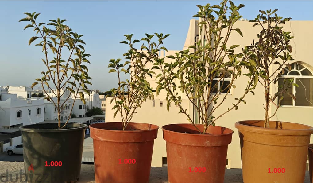 Healthy Tulsi Plants – Organic Soil – Starting from 0.500 OMR 7