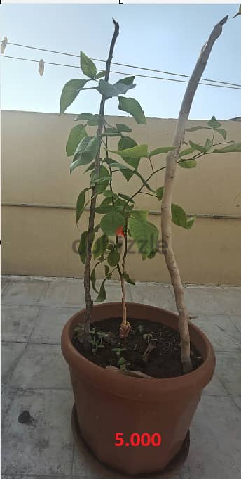 Bael Patra Plant