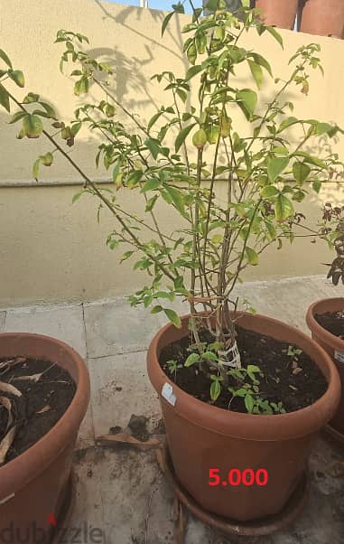 Bael Patra Plant 1