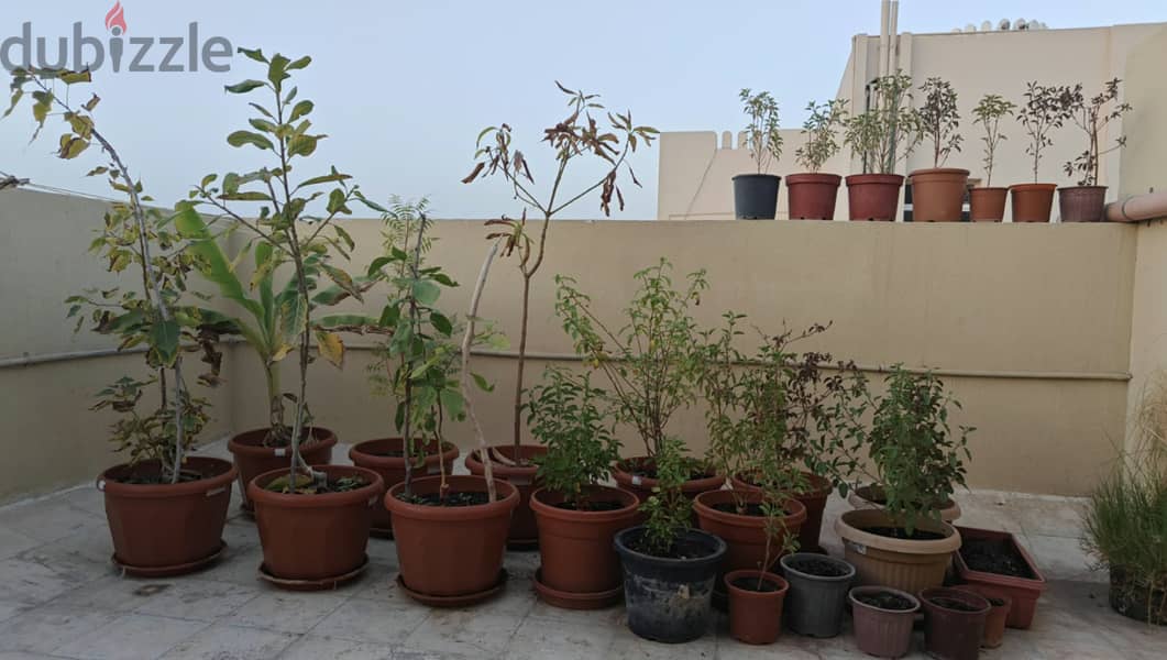 Bael Patra Plant 2
