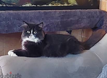 persian kitten for sale