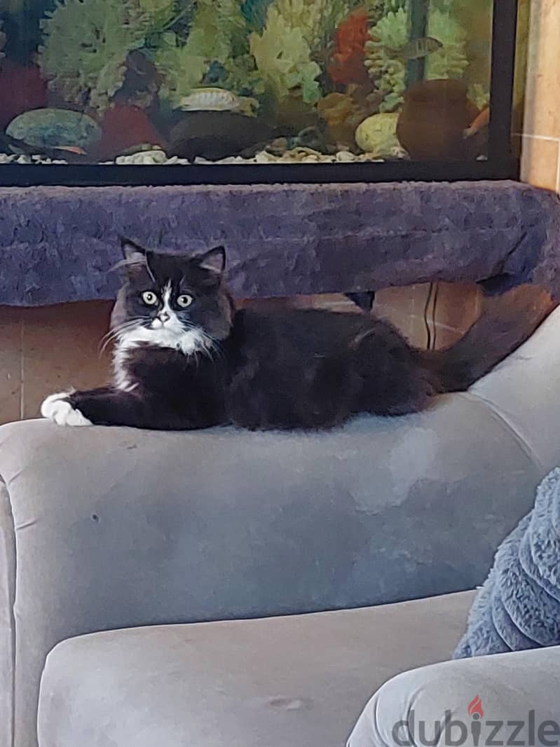 persian kitten for sale 1