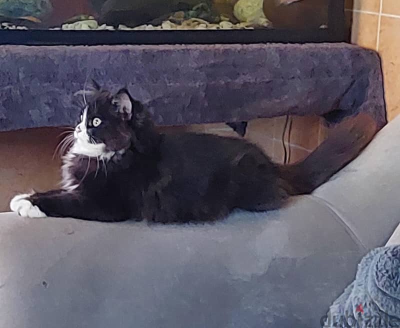 persian kitten for sale 2