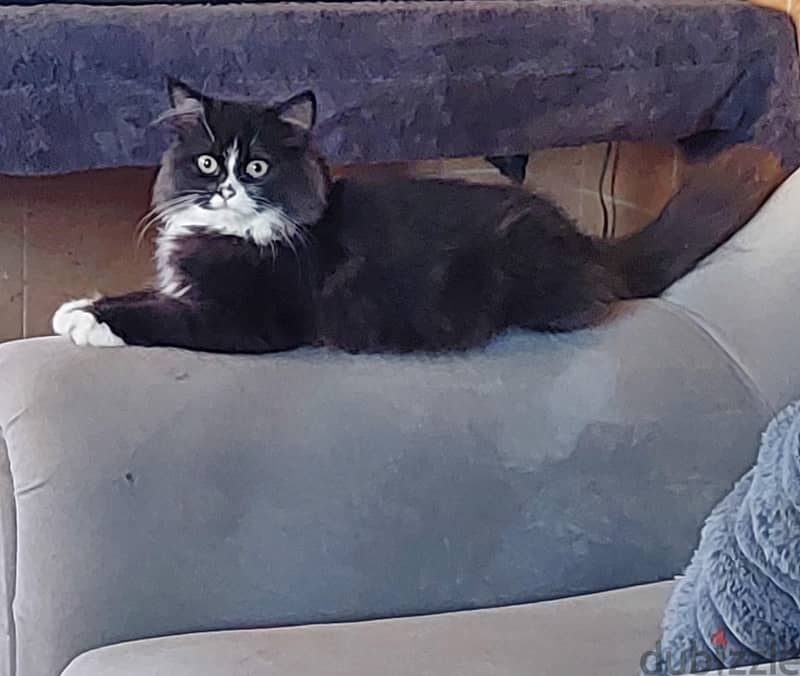 persian kitten for sale 3