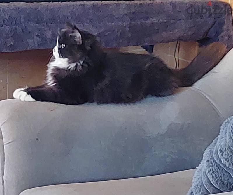 persian kitten for sale 4