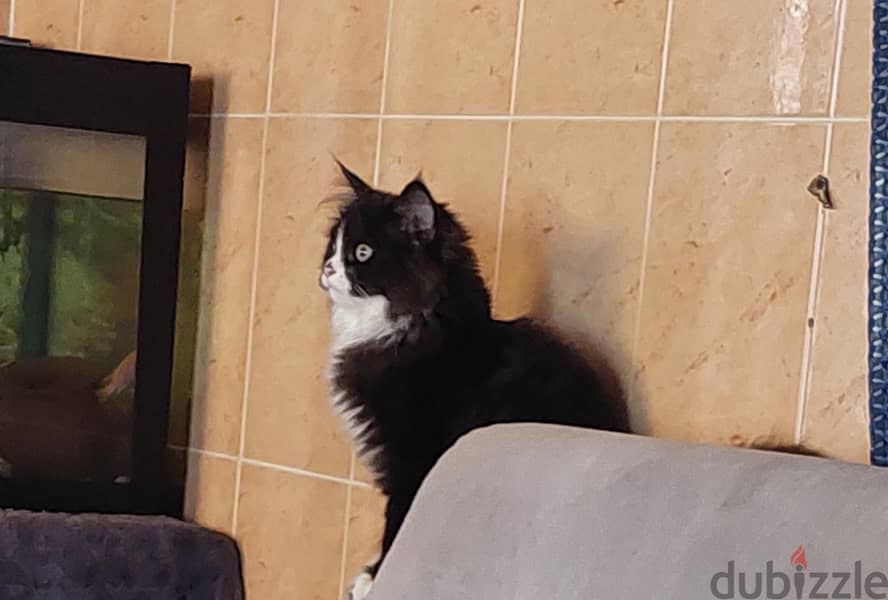 persian kitten for sale 5