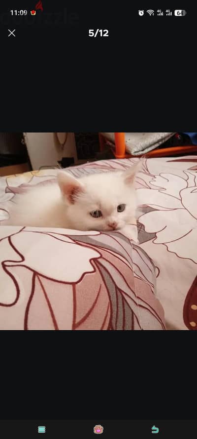 persian cat
