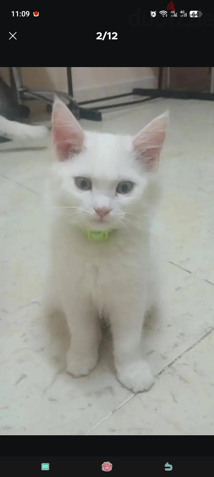 persian cat 1