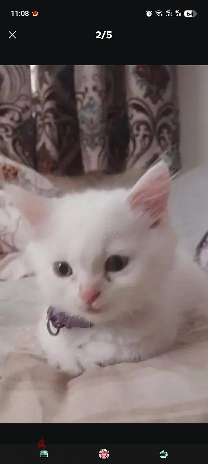 persian cat 3