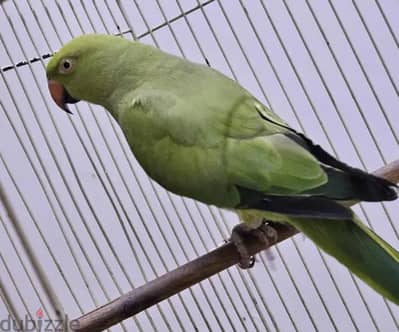 Amazon Parrot with Cage