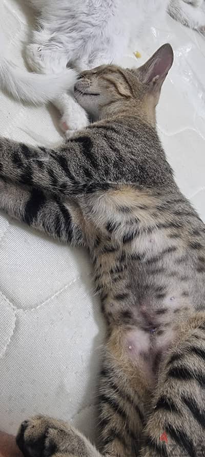 adoption 2 cats