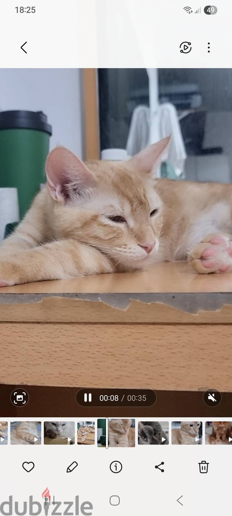 adoption 2 cats 1
