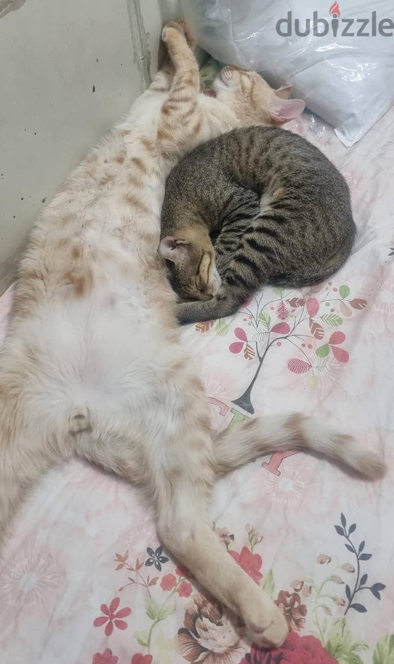 adoption 2 cats 2