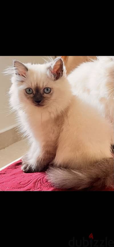 Himalayan cat for sale