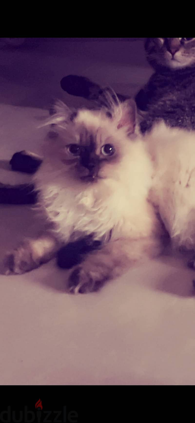 Himalayan cat for sale 1