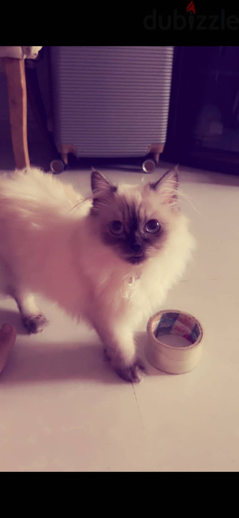 Himalayan cat for sale 2