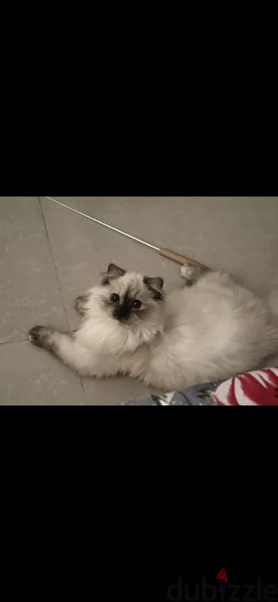 Himalayan cats for sale both female and males available