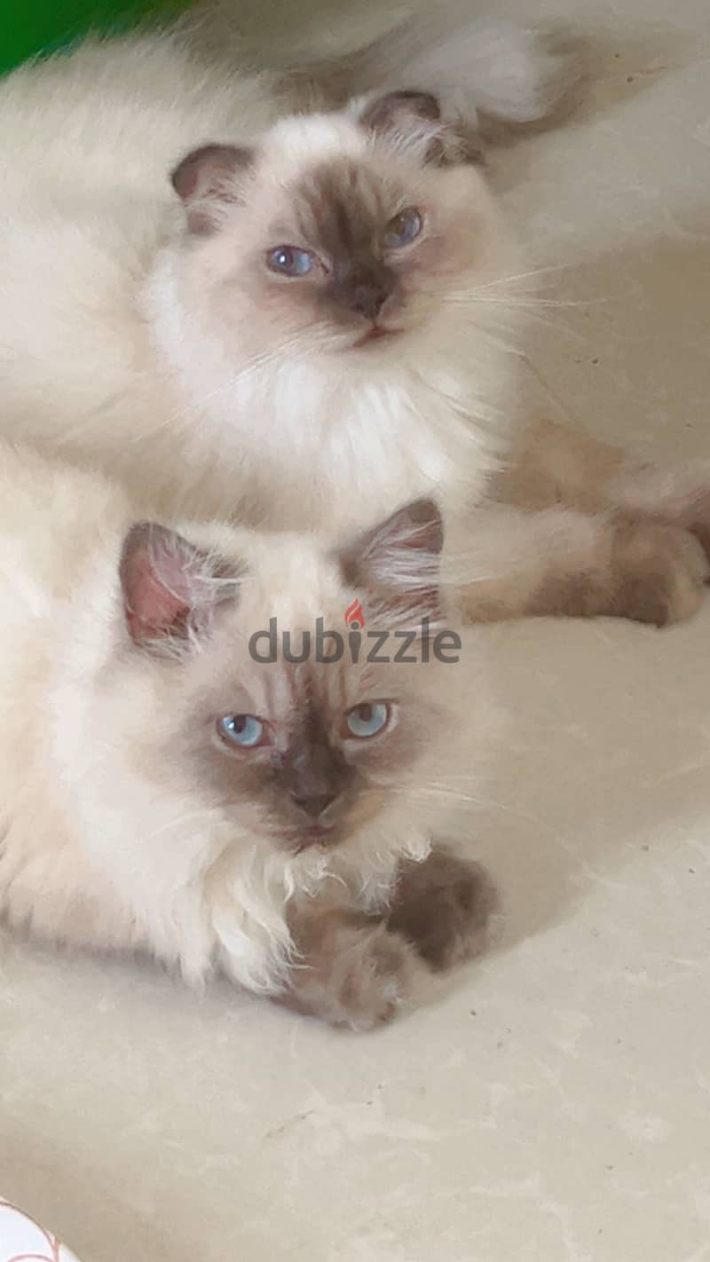 Himalayan cats for sale both female and males available 1