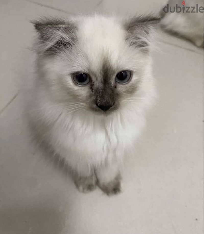 Himalayan cats for sale both female and males available 2