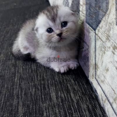 قطط سكوتش فولد بيور