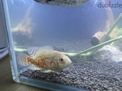 Small white albino oscar
