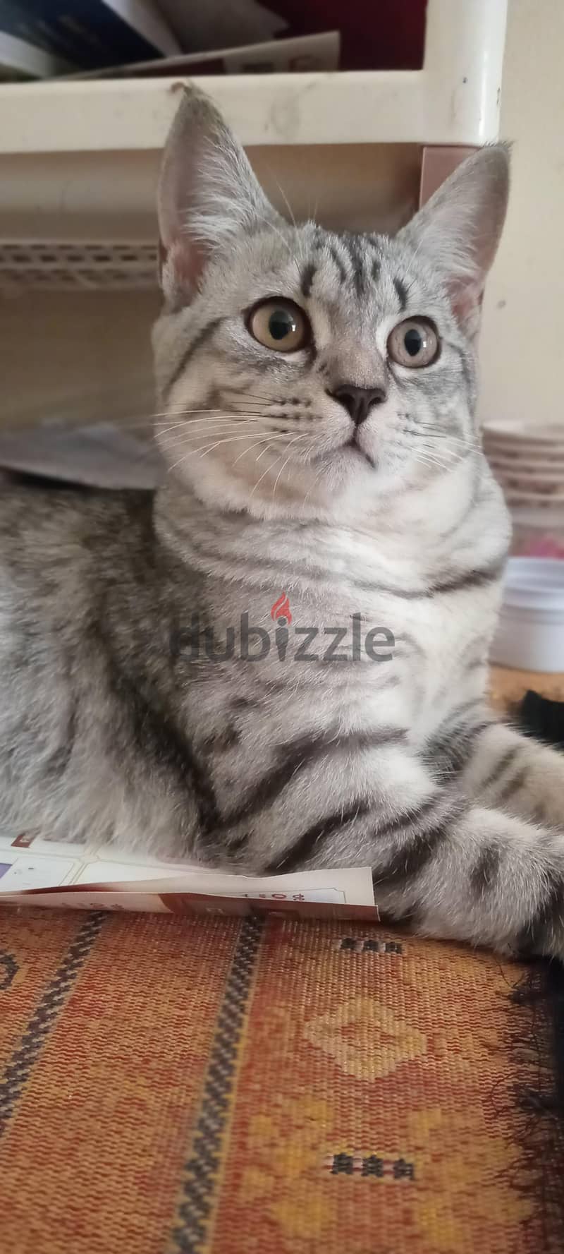 American short hair cat 1