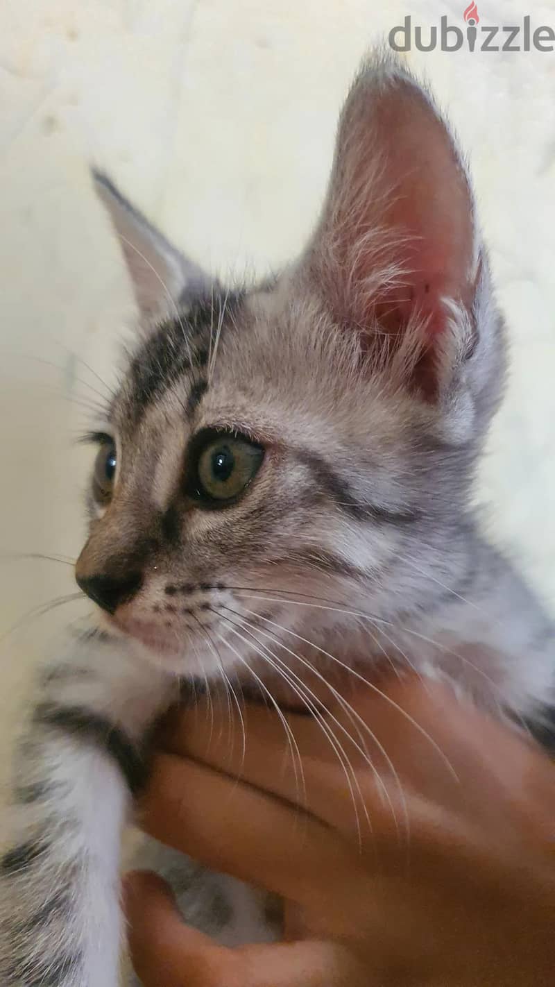 American short hair cat 2