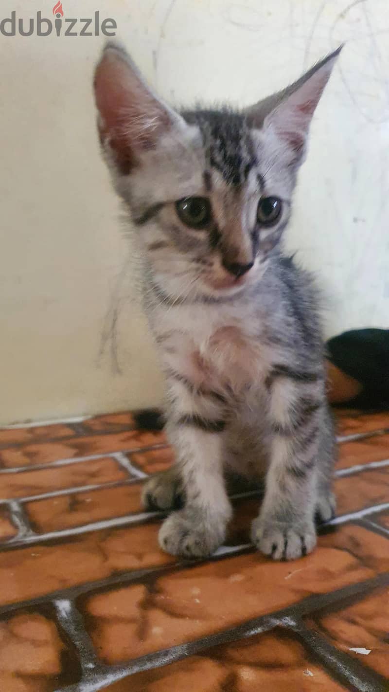 American short hair cat 3