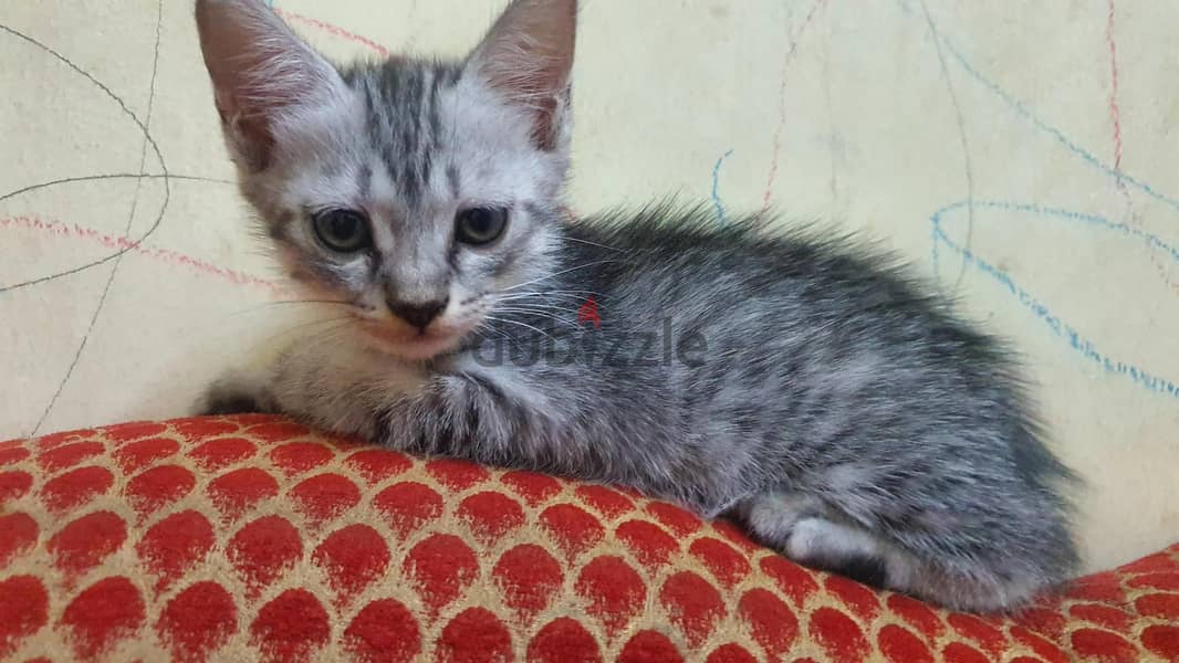 American short hair cat 4