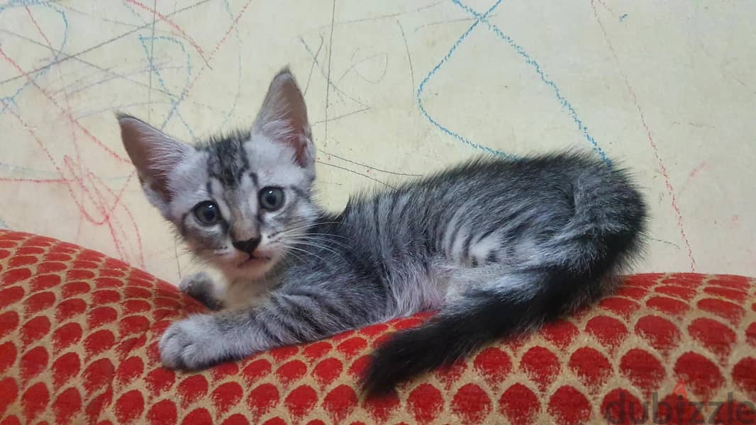 American short hair cat 5