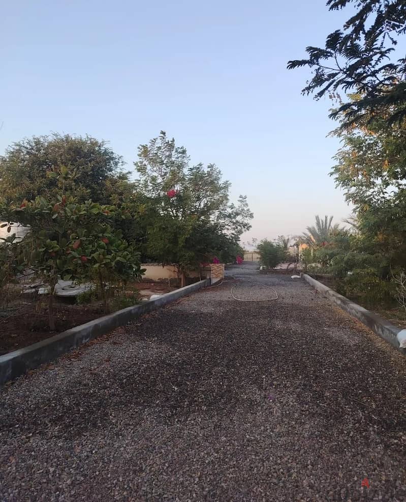 For Rent or Investment | Agricultural Land in Al Masnaah 7