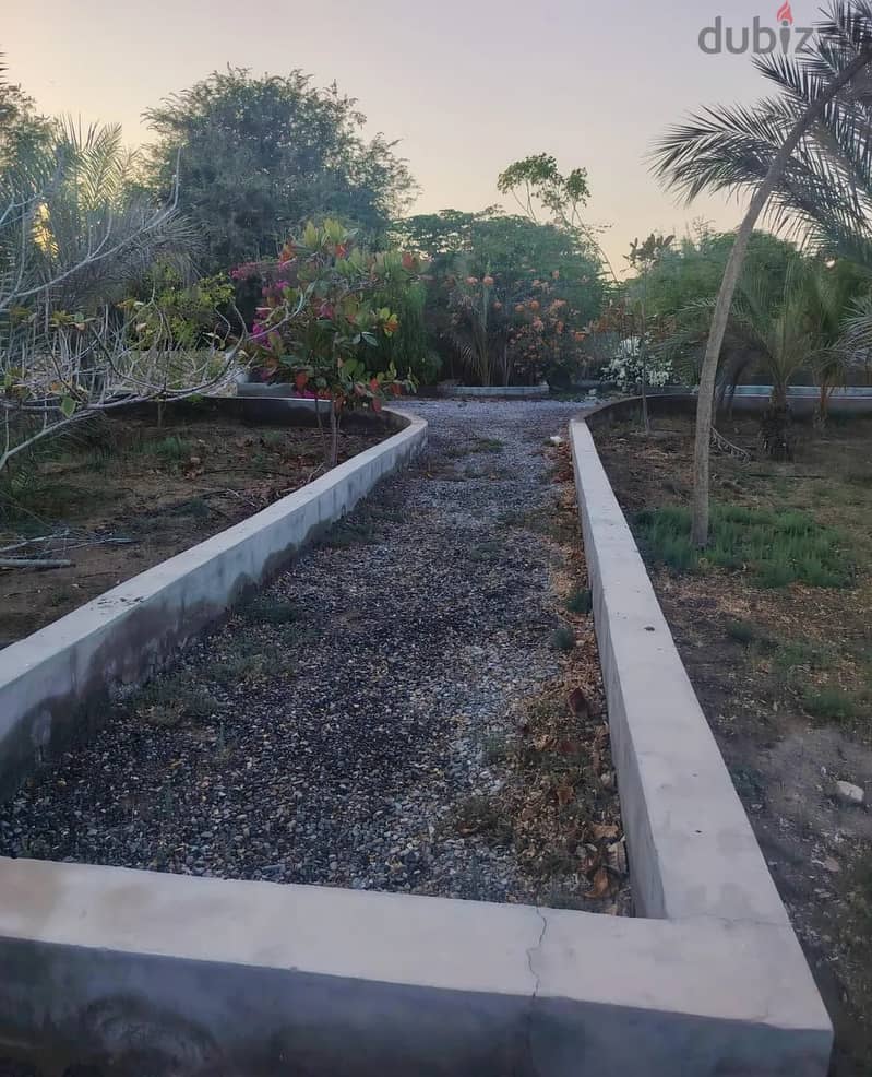 For Rent or Investment | Agricultural Land in Al Masnaah 10