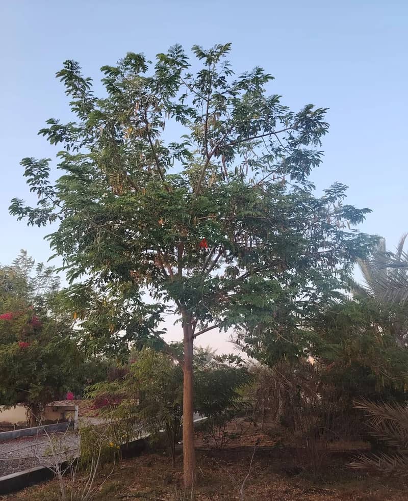For Rent or Investment | Agricultural Land in Al Masnaah 11