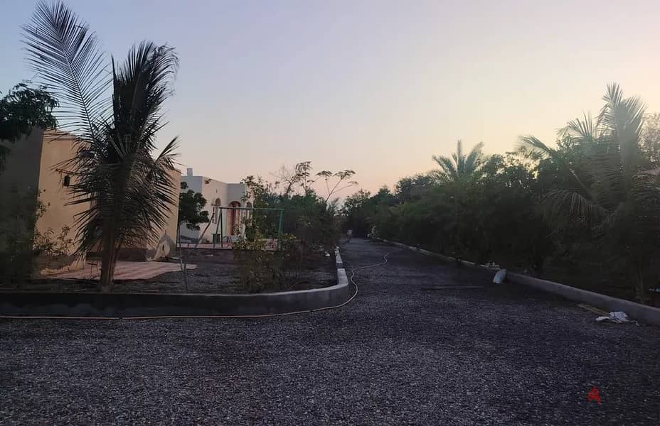 For Rent or Investment | Agricultural Land in Al Masnaah 12