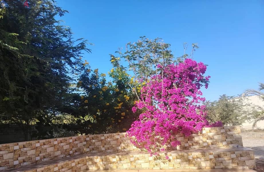 For Rent or Investment | Agricultural Land in Al Masnaah 13