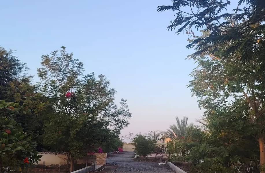 For Rent or Investment | Agricultural Land in Al Masnaah 16