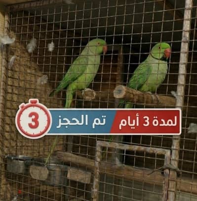 بغبغاء نيبالي جامبو زوج